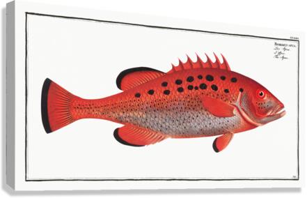 Apue Bodianus apua Canvas Print