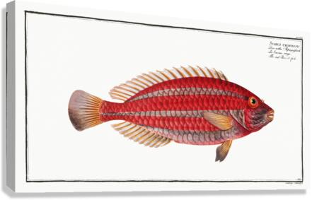 Red Parrot-fish Scarus croicensis Canvas Print