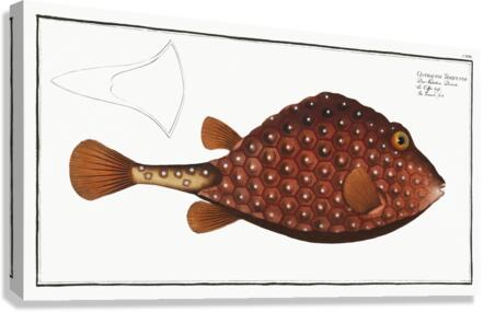 Trunck-fish Ostracion Triqueter Canvas Print