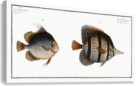 1. Chaetodon rostratus 2. Chaetodon Orbis Canvas Print