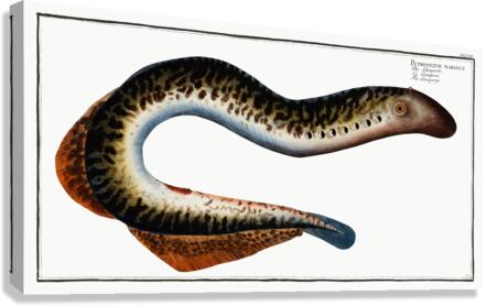 Lamprey Petromizon marinus Canvas Print