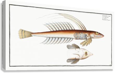 Gemmeous Dragonet Callionymus Lyra Canvas Print