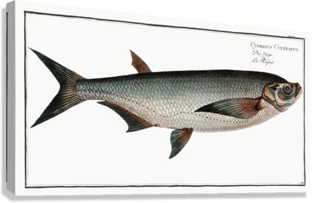 Knife-Carp Cyprinus Cultratus Canvas Print