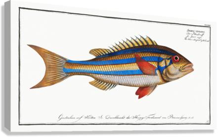 Blue-striped Gilt-head Sparus vittatus Canvas Print