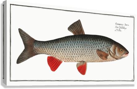 Idus-Carp Cyprinus Idus Canvas Print