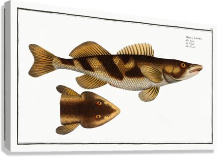 Singel Perca Zingel Canvas Print