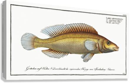 Little scaled Wrasse Labrus microlepidotus Canvas Print