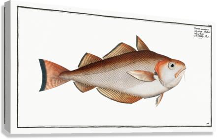 Whiting Pout Gadus Barbatus Canvas Print