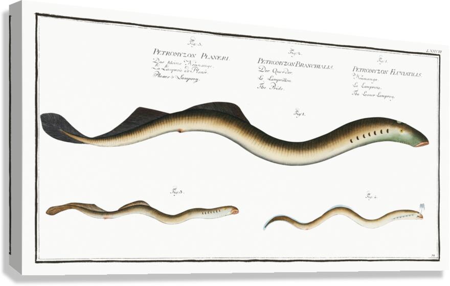 1. Lesser Samprey Petromyzon Fluviatilis 2. Pride Petromyzon Branchialis 3. Planers Samprey Petromyzon Planeri Canvas Print