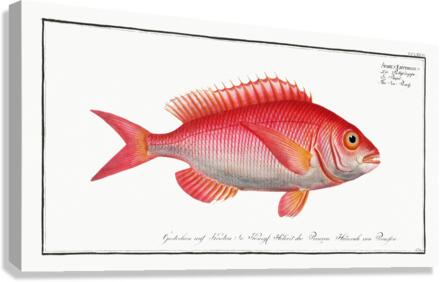Sea-Roach Sparus Erythrinus Canvas Print