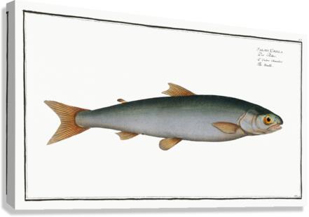 Umble Salmo Umbla Canvas Print