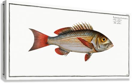 Lutian Lutianus Lutianus Canvas Print