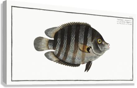 Chaetodon suratensis Canvas Print