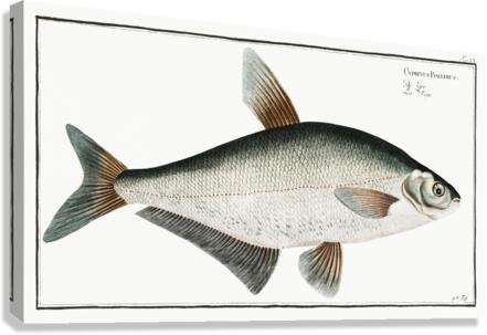 Baller-Carp Cyprinus Ballerus Canvas Print