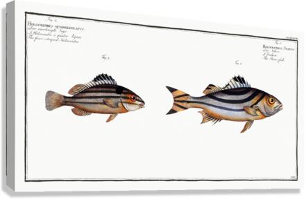 1. Slave-fish Holocentrus Servus 2. Four-striped Holocentre Holocentrus quadrilineatus Canvas Print