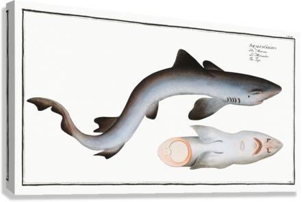 Tope or Pope Squalus Galeus Canvas Print