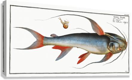 Saltwater Katfish Silurus Bagre Canvas Print