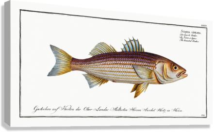 Lineated Umber Sciaena lineata Canvas Print