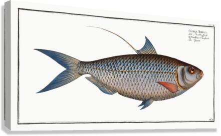 Sprat Clupea Thrissa Canvas Print