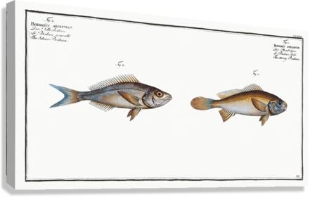 1. Starry Bodian Bodianus stellifer 2. Silver Bodian Bodianus Argenteus Canvas Print