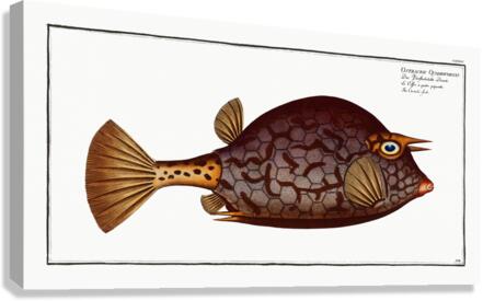 Cuckold-fish Ostracion Quadricornis Canvas Print