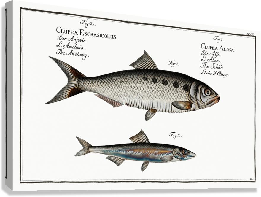 1. Schad Clupea Alosa 2. Anchovy Clupea Encrasicolus Canvas Print
