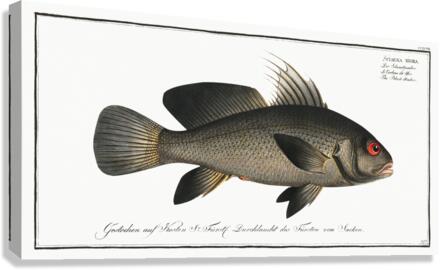 Black-Umber Sciaena nigra Canvas Print