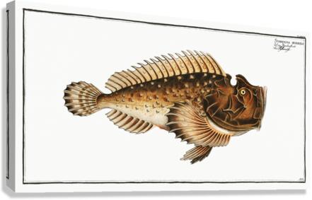 Scorpaena horrida Canvas Print