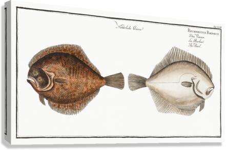 Pearl Pleuronectes Rhombus Canvas Print