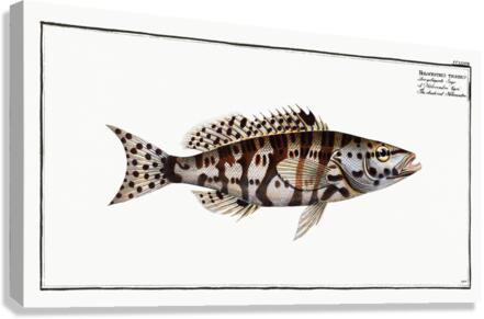 Checkred Holocentre Holocentrus tigrinus Canvas Print