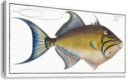 Old-Wife Balistes Vetula Canvas Print