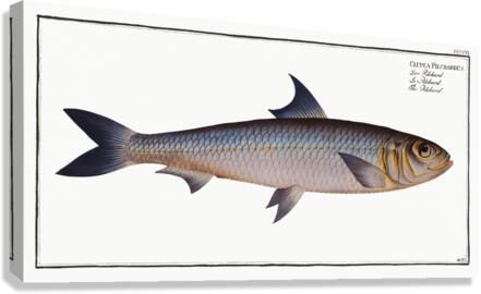 Pilchard Clupea Pilchardus Canvas Print