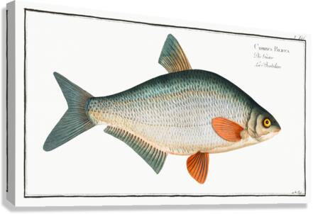 Blicca Cyprinus Blicca Canvas Print