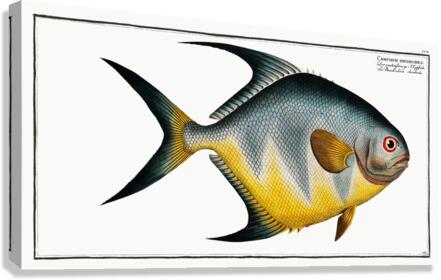 Chaetodon rhomboides Canvas Print