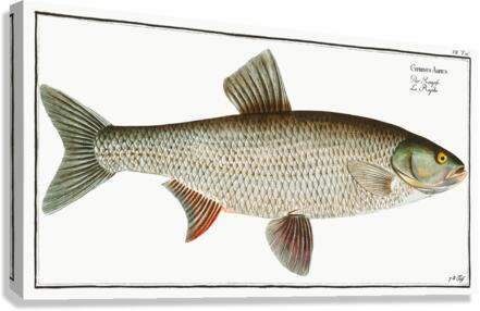 Aspius Cyprinus Aspius Canvas Print