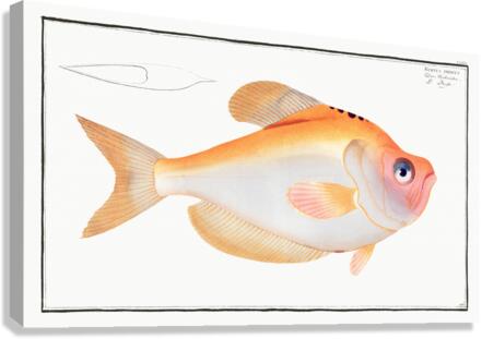 Kyrtus indicus Canvas Print