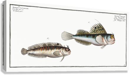 1. Butterfly-fish Blennius ocellaris 2. Blennius Gattorugine Canvas Print