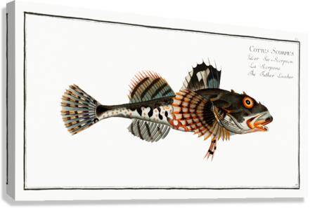 Father Lascher Cottus Scorpius Canvas Print