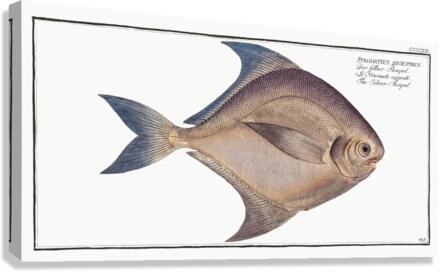 Silver-Pampel Stromateus argenteus Canvas Print