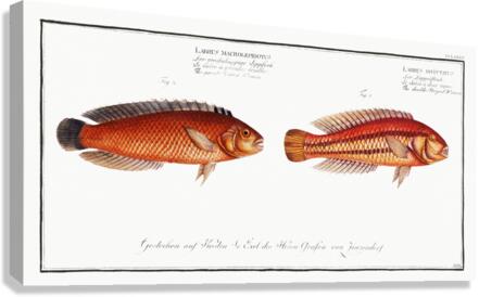 1. Double-Striped Wrasse Labrus bivittatus 2. Great-Scaled Wrasse Labrus macrolepidotus Canvas Print