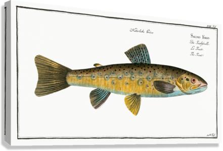 Trout Salmo Fario Canvas Print