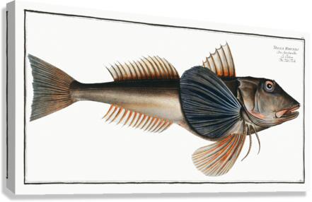 Tub-Fish Trigla Hirundo Canvas Print