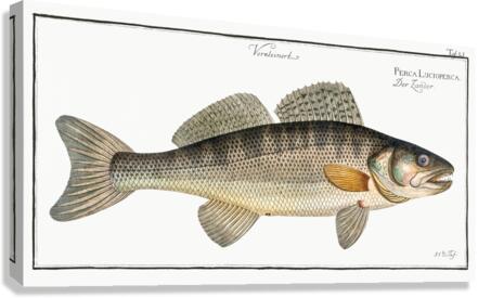 Picke-Perch Perca Lucioperca Canvas Print