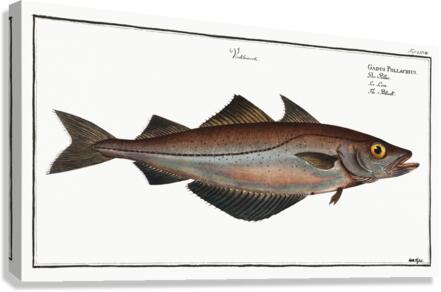 Pollack Gadus Pollachius Canvas Print