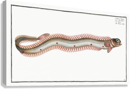 Band-Fish Cepola Tænia Canvas Print