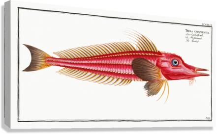 Rochet Trigla cataphracta Canvas Print