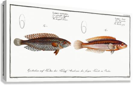 1. Rainbow-fish Labrus Julis 2. Dropped Wrasse Labrus Guttatus Canvas Print