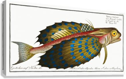 Flying-Fish Trigla volitans Canvas Print