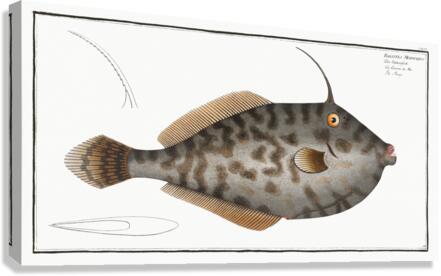 Mingo Balistes Monoceros Canvas Print