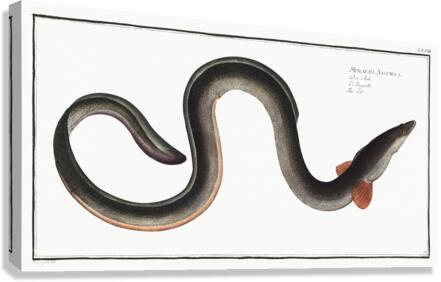 Eel Muraena Anguilla Canvas Print